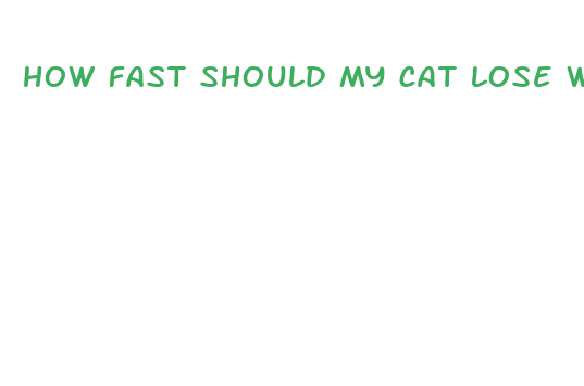 how fast should my cat lose weight