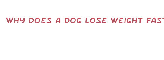 why does a dog lose weight fast